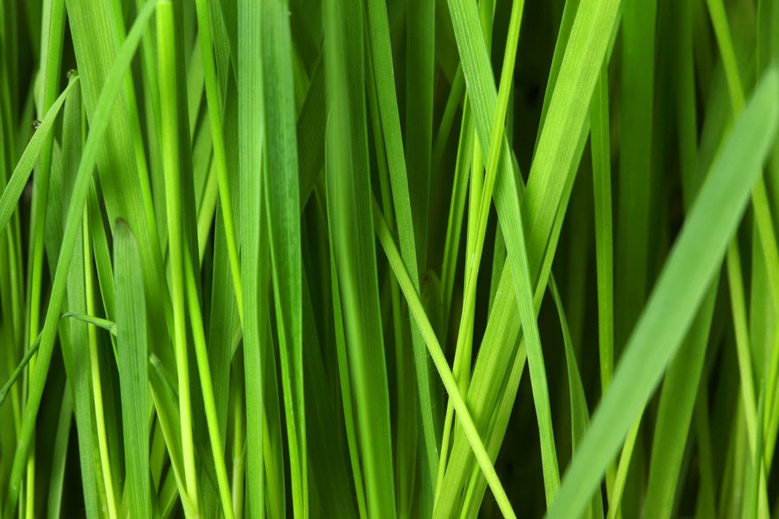Healthy, resilient turf